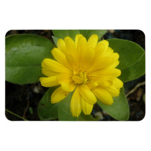 Íman Magnet Amarelo Brilhante Premium