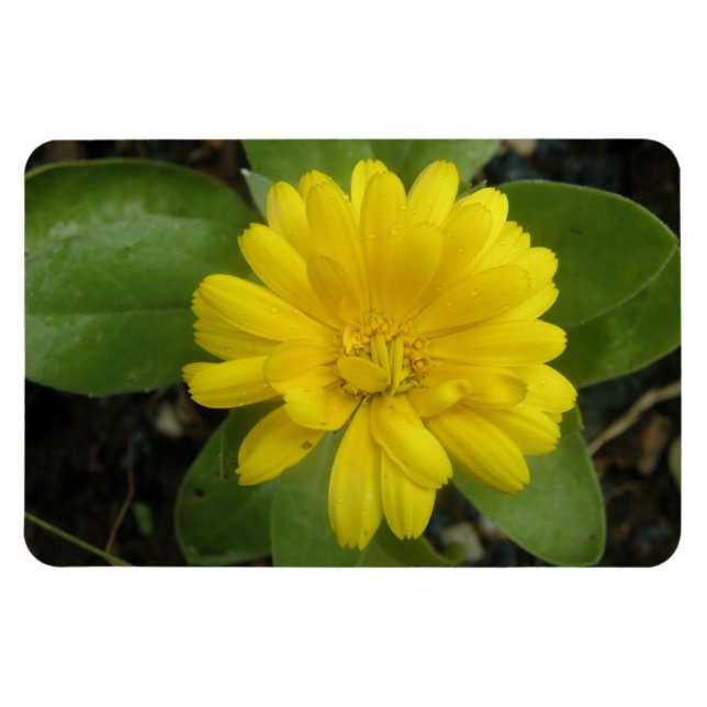 Íman Magnet Amarelo Brilhante Premium (Horizontal)