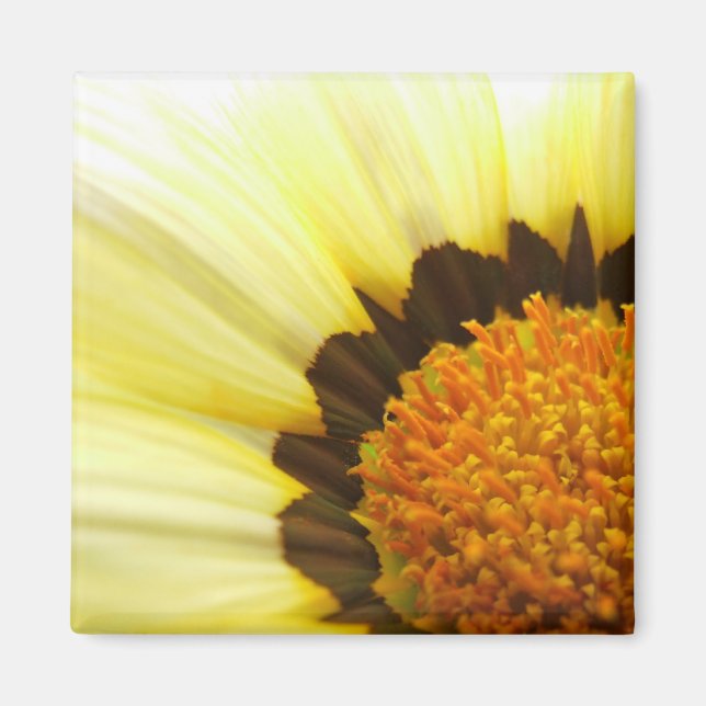 Íman Magnet Amarelo Gazania (Frente)