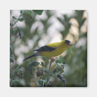 Íman Magnet Amarelo Goldfinch