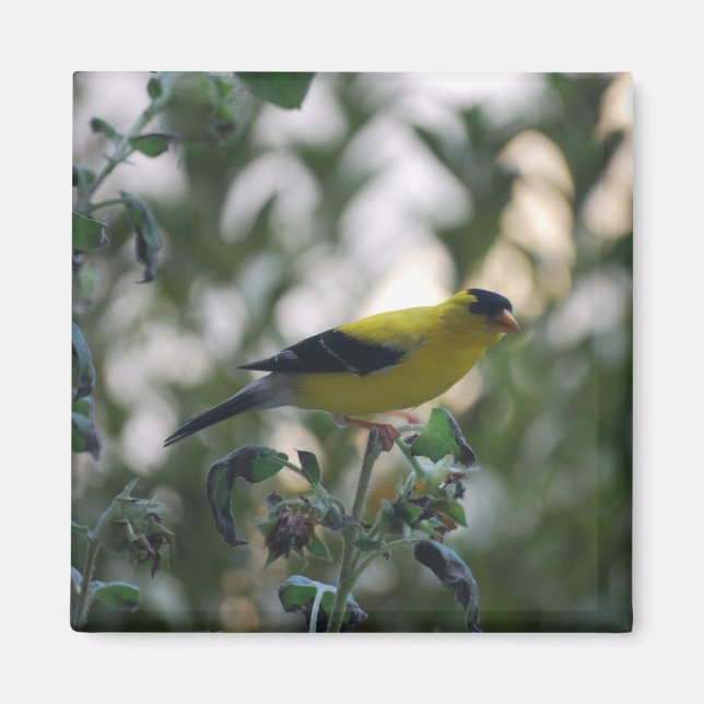 Íman Magnet Amarelo Goldfinch (Frente)