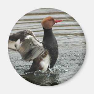 Íman Magnet - Asas flapeadas de Pochard