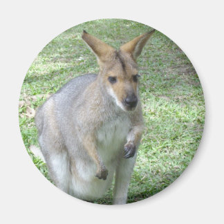 Íman Magnet australiano Wallaby