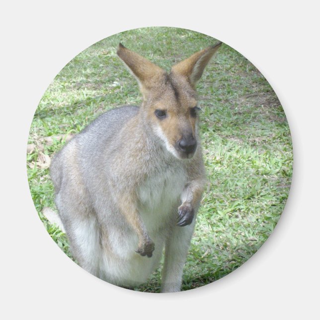 Íman Magnet australiano Wallaby (Frente)