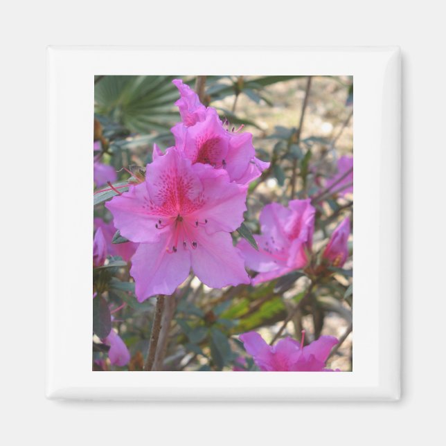 Íman Magnet Azaleas rosa (Frente)
