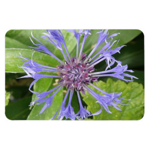 Íman Magnet Azul de Cornflower Premium