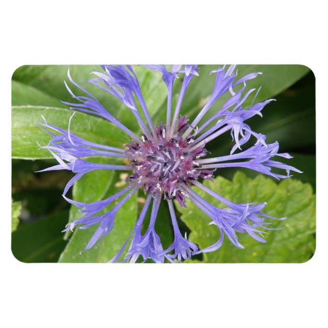 Íman Magnet Azul de Cornflower Premium (Horizontal)