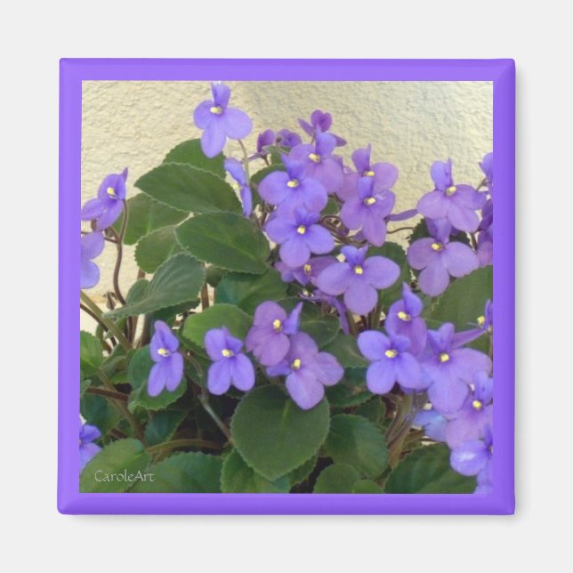 Íman Magnet Azul para Violetas (Frente)