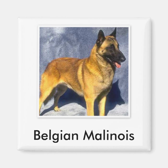 Íman Magnet belga Malinois (Frente)