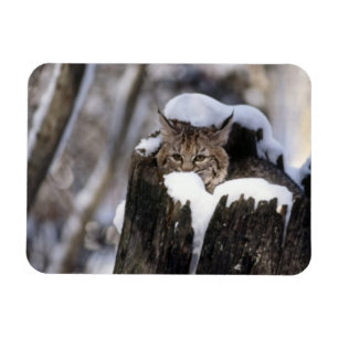Íman Magnet Bobcat Kitten