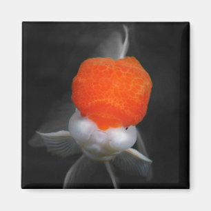 Íman Magnet Boné Vermelho Oranda Goldfish