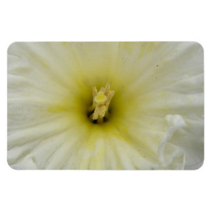 Íman Magnet bonito Daffodil Premium