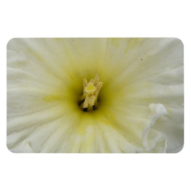 Íman Magnet bonito Daffodil Premium (Horizontal)