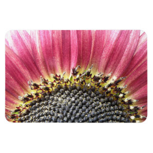Íman Magnet Bonito De Girassol Rosa