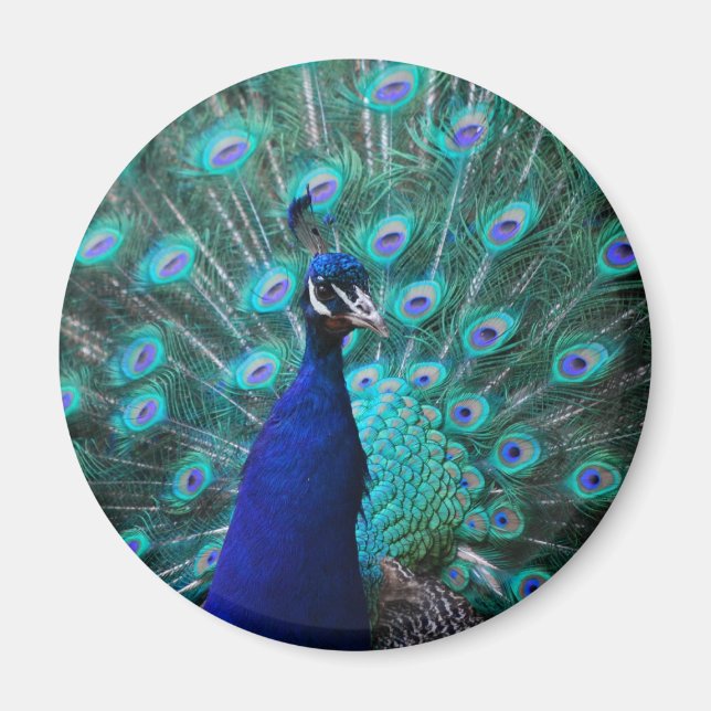 Íman Magnet bonito de Peacock (Frente)
