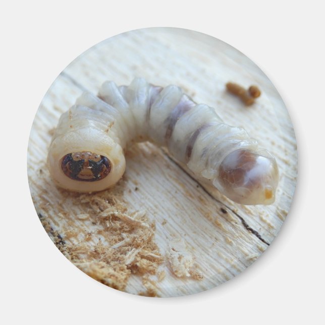 Íman Magnet Borer com Cabeça Redonda (Frente)