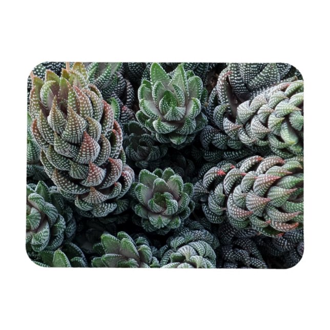 Íman Magnet Cactus 3"x4" (Horizontal)