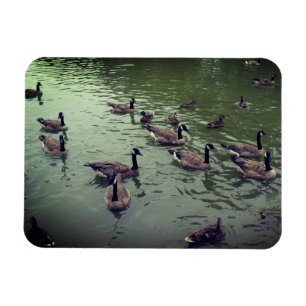 Íman Magnet canadense de gansos e patos-reais
