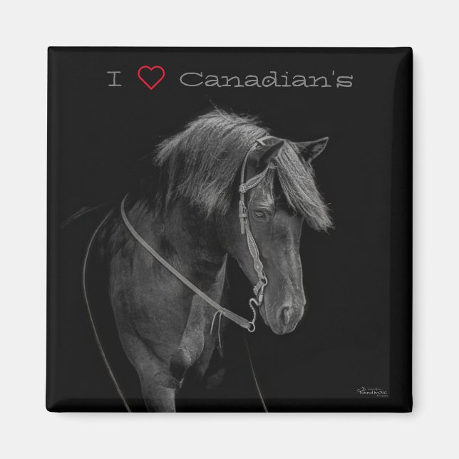 Íman Magnet Canadian Horse (Frente)