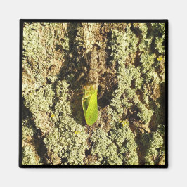 Íman Magnet - Caught Leafhopper