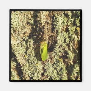 Íman Magnet - Caught Leafhopper