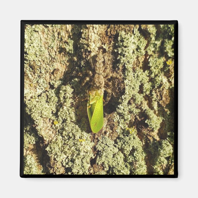 Íman Magnet - Caught Leafhopper (Frente)