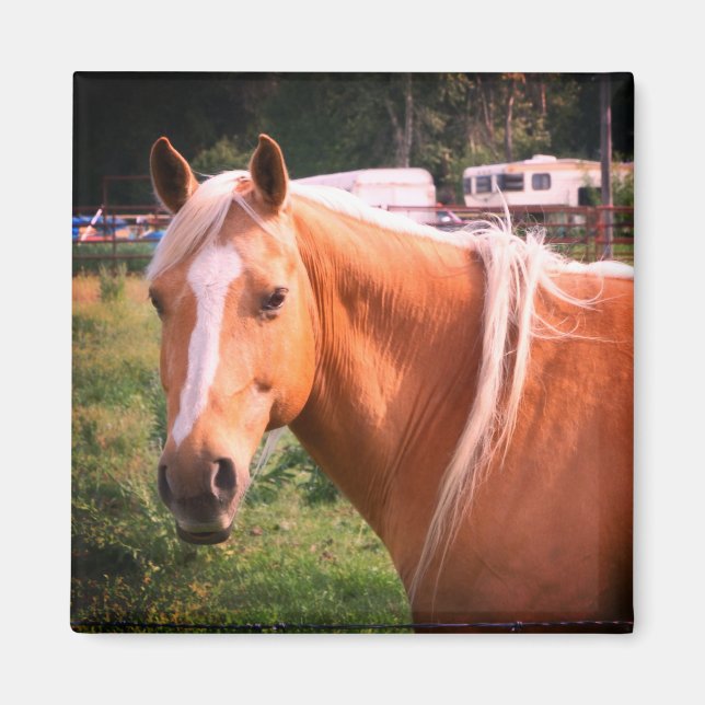 Íman Magnet Cavalo (Frente)