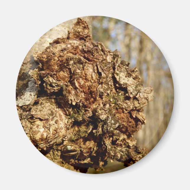 Íman Magnet Chaga Mushroom (Frente)