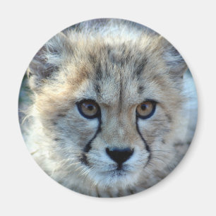 Íman Magnet-cheetah-cub10x10