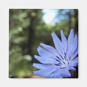 Íman Magnet Cichorium Intybus