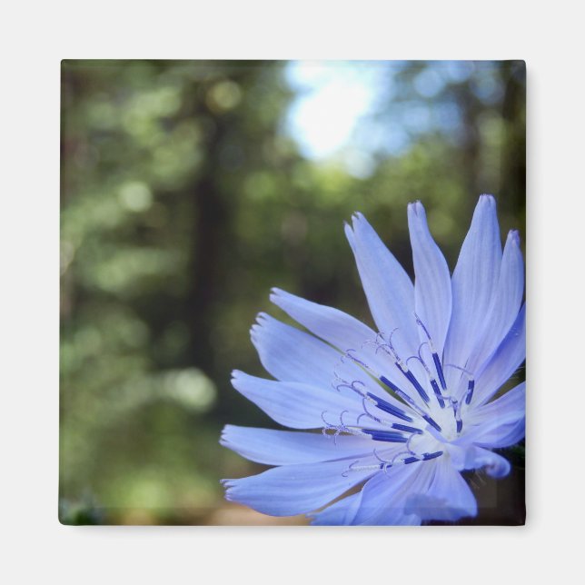 Íman Magnet Cichorium Intybus (Frente)