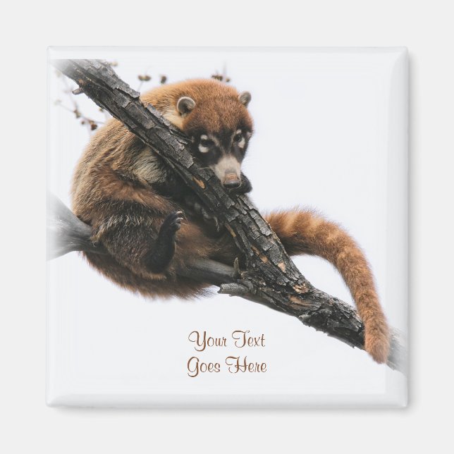 Íman Magnet: Coatimundi #5 (Quadrado) (Frente)