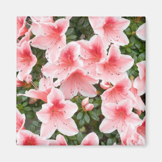 Íman Magnet com Azalea Flower Blossoms
