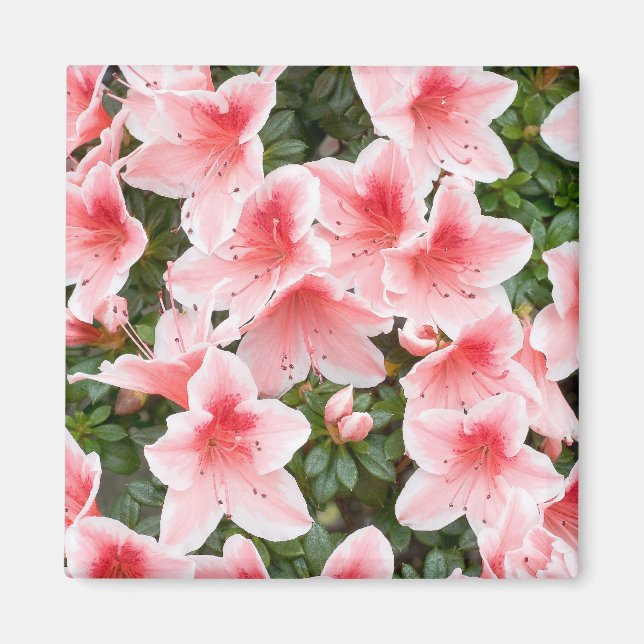 Íman Magnet com Azalea Flower Blossoms (Frente)