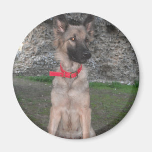 Íman Magnet com German shepherd