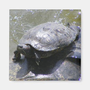 Íman Magnet com tartaruga