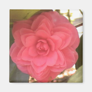 Íman Magnet, cor-de-rosa,