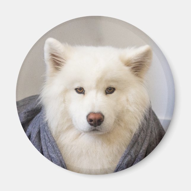 Íman Magnet CRB - Urso Louco (Frente)