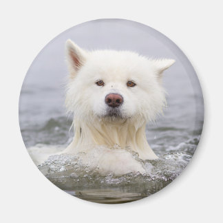 Íman Magnet CRB - Urso Polar