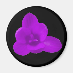 Íman Magnet Crocus Roxo