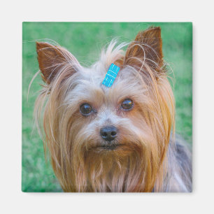 Íman Magnet - Cute Yorkshire Terrier Dog Head