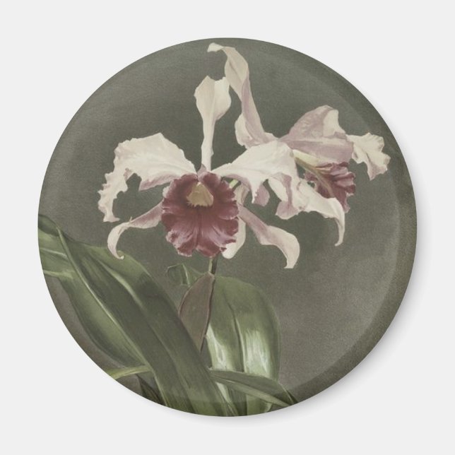 Íman Magnet Da Orquídea Cattleya Arnoldiana (Frente)