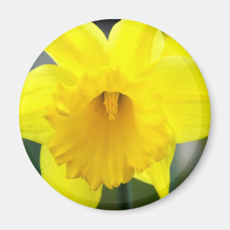 Íman Magnet - Daffodil Amarelo