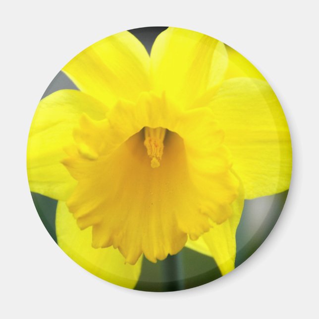 Íman Magnet - Daffodil Amarelo (Frente)