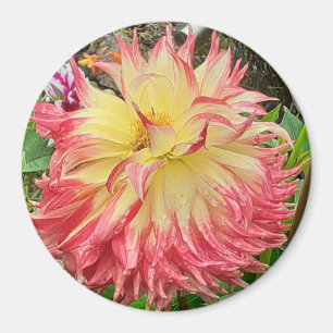 Íman Magnet Dahlia Rosa e Amarelo