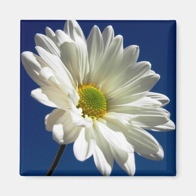 Íman Magnet Daisy ao quadrado (Frente)