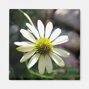 Íman Magnet Daisy Summer Day