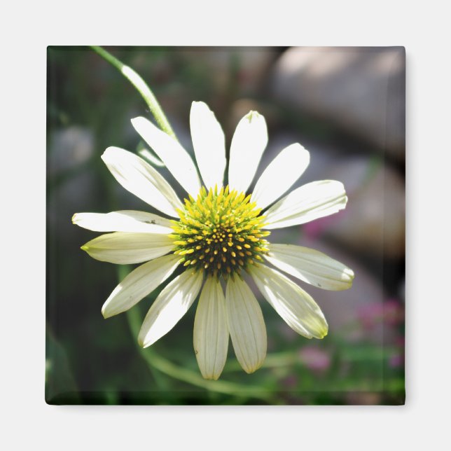 Íman Magnet Daisy Summer Day (Frente)