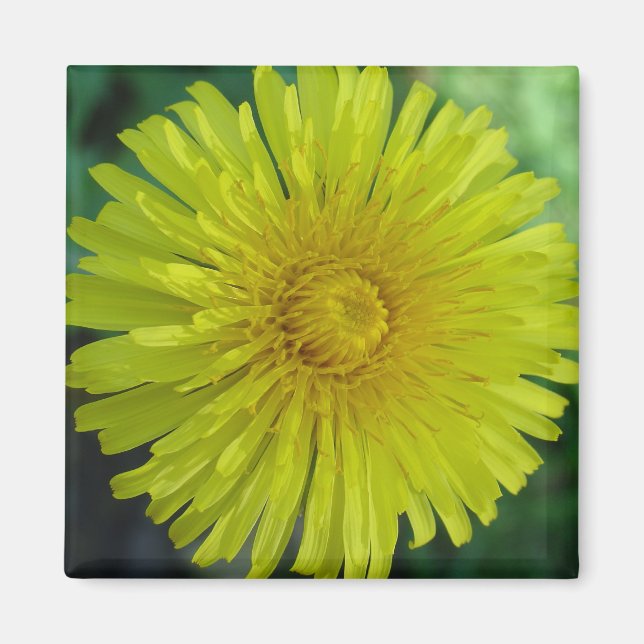 Íman Magnet - Dandelion (Frente)