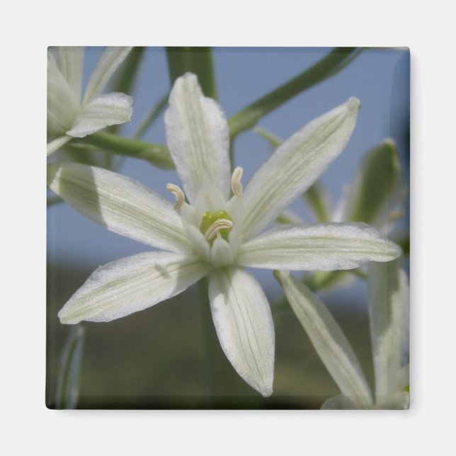 Íman Magnet das Flores Brancas (Frente)